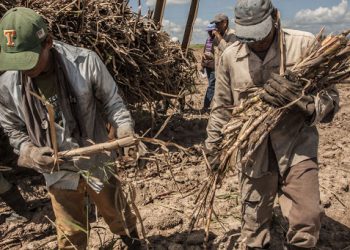 Siembra de caña en la UBPC La Paloma, UEB 30 de noviembre, San Cristobal, Artemisa, 4 de octubre de 2016.Foto Rene Perez Massola