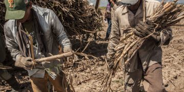 Siembra de caña en la UBPC La Paloma, UEB 30 de noviembre, San Cristobal, Artemisa, 4 de octubre de 2016.Foto Rene Perez Massola