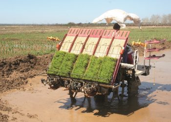 Mediante el proyecto, la UEB adquirió tractores, trasplantadoras, refinadoras, una cosechadora…