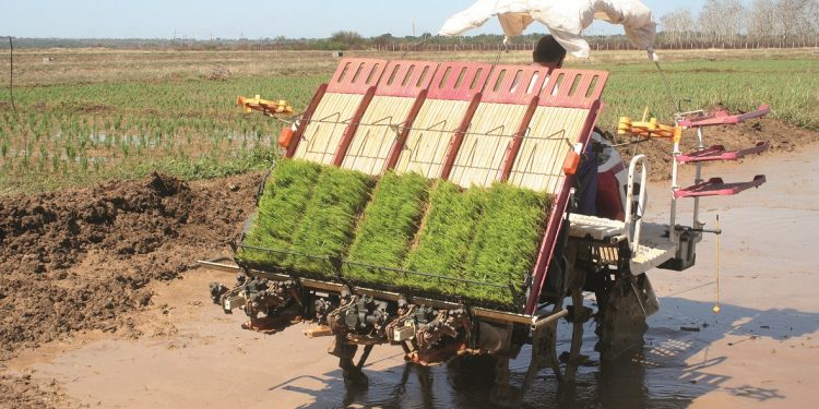 Mediante el proyecto, la UEB adquirió tractores, trasplantadoras, refinadoras, una cosechadora…