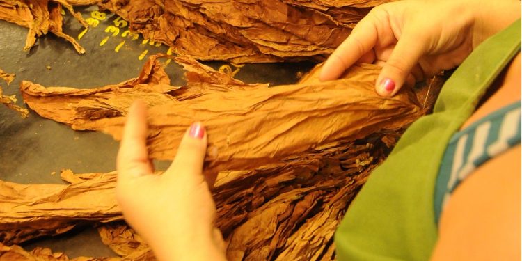 Los tabacaleros artemiseños llegan a su día con el reto de cumplir los planes