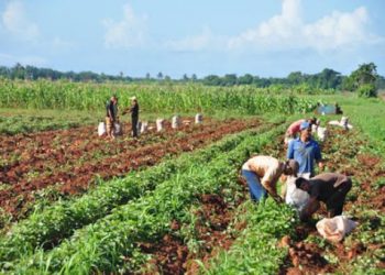 Reconocen a campesinos destacados con sello 60 Aniversario de la ANAP