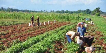 Reconocen a campesinos destacados con sello 60 Aniversario de la ANAP