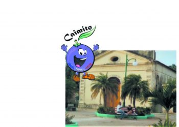 Caimito