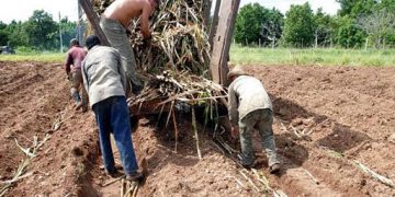 Plantar toda la caña posible