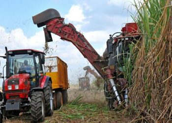Persisten dificultades en la zafra (+Video)