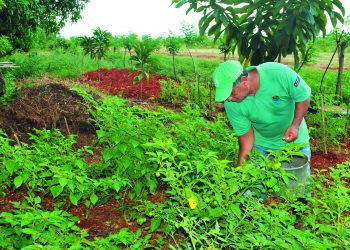 Ni el espeso bosque ni la abundante piedra pudieron más las ganas de Mario Collazo de sembrar a toda costa / Foto: Humberto Lister