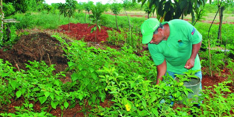 Ni el espeso bosque ni la abundante piedra pudieron más las ganas de Mario Collazo de sembrar a toda costa / Foto: Humberto Lister
