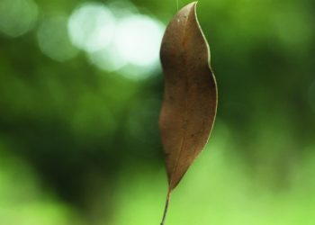 El susurro de las hojas