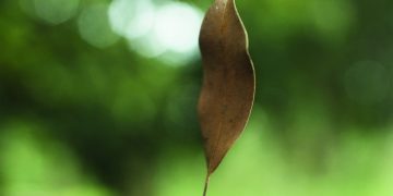 El susurro de las hojas