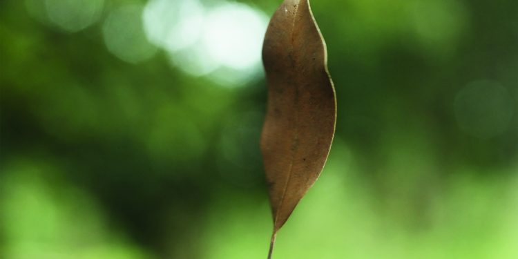 El susurro de las hojas