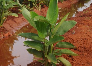 Esta especia aromática de olor inconfundible se usa en la cocina para condimentar diferentes platos; sin embargo, sus beneficios para la salud no pasan desapercibidos. / Foto: Otoniel Márquez