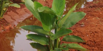 Esta especia aromática de olor inconfundible se usa en la cocina para condimentar diferentes platos; sin embargo, sus beneficios para la salud no pasan desapercibidos. / Foto: Otoniel Márquez