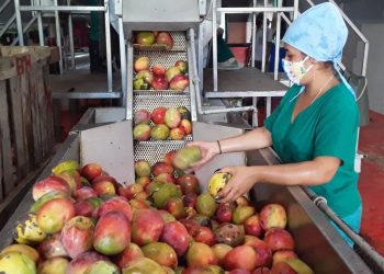 La minindustria La Caprichosa ya comenzó a moler mango