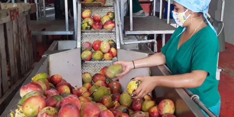 La minindustria La Caprichosa ya comenzó a moler mango