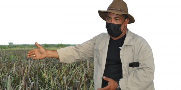 Sembrar el alimento necesario debe ser prioridad en la ganadería / Fotos: Humberto Lister