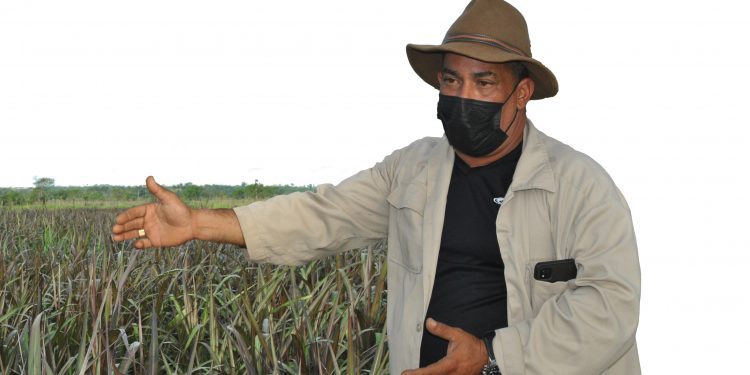 Sembrar el alimento necesario debe ser prioridad en la ganadería / Fotos: Humberto Lister