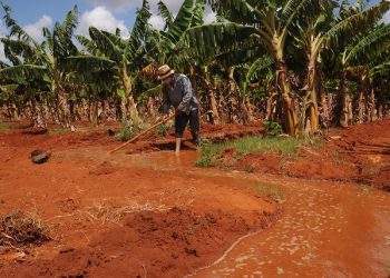 Regar por aniego entraña la desventaja de que solo puede ser de día, cuando la corriente cuesta más caro / Foto: Otoniel Márquez