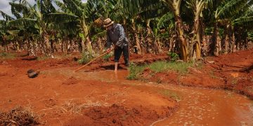 Regar por aniego entraña la desventaja de que solo puede ser de día, cuando la corriente cuesta más caro / Foto: Otoniel Márquez
