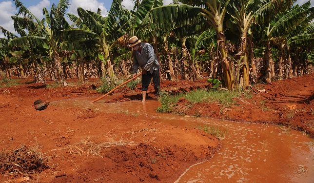 Regar por aniego entraña la desventaja de que solo puede ser de día, cuando la corriente cuesta más caro / Foto: Otoniel Márquez