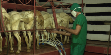 1. Una máquina de ordeño permite que el proceso sea más rápido e inocuo / Foto: Alexander Sosa