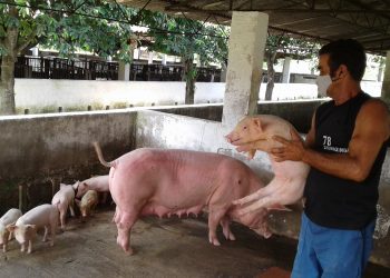 Tenemos 34 puercas paridas con 351 crías, dice Antonio Govea