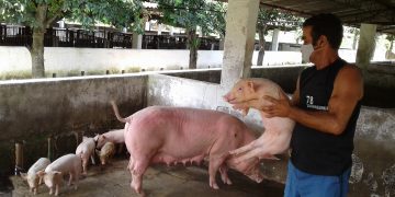 Tenemos 34 puercas paridas con 351 crías, dice Antonio Govea
