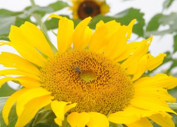 Nancy González y su esposo Eulogio Fernández incursionan desde 2014 en la apicultura