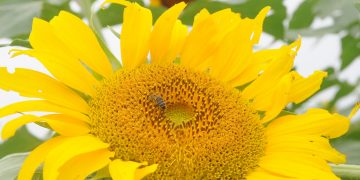 Nancy González y su esposo Eulogio Fernández incursionan desde 2014 en la apicultura