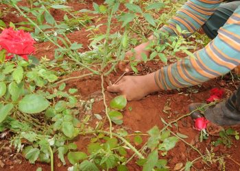Diversificar da vida a la tierra