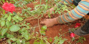 Diversificar da vida a la tierra