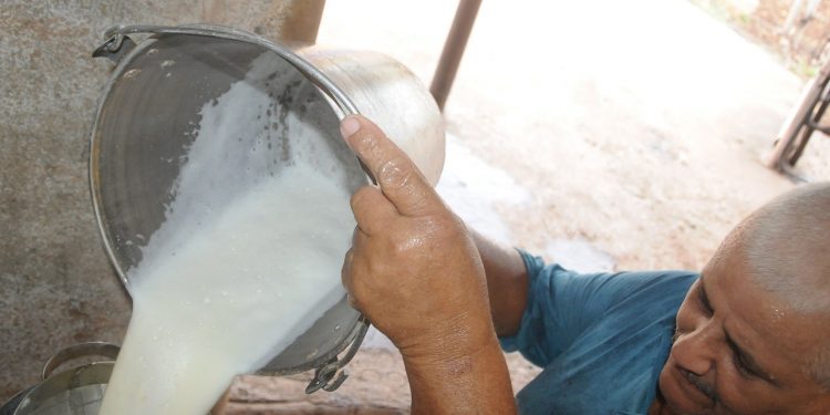 La provincia tiene un compromiso con la industria de nueve millones 566 000 litros de leche en 2021 / Foto: Otoniel Márquez