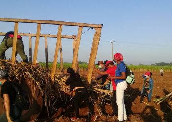 Jóvenes artemiseños en la siembra de caña