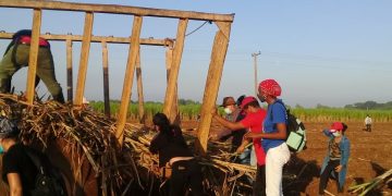 Jóvenes artemiseños en la siembra de caña