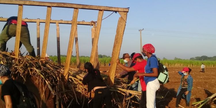 Jóvenes artemiseños en la siembra de caña