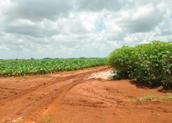 Notables beneficios a los suelos de Artemisa