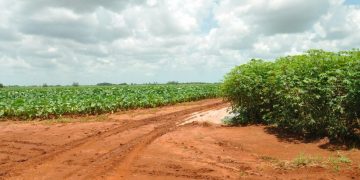 Notables beneficios a los suelos de Artemisa