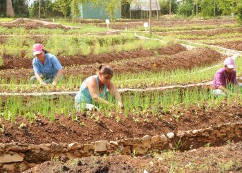 SE convierte en esta Finca en un Proyecto que es Usuario de la Zona Especial de de Desarrrollo Mariel, y la vez comercializa sus producciones de calidad y variedad, Foto Tomada Por Humberto Líster