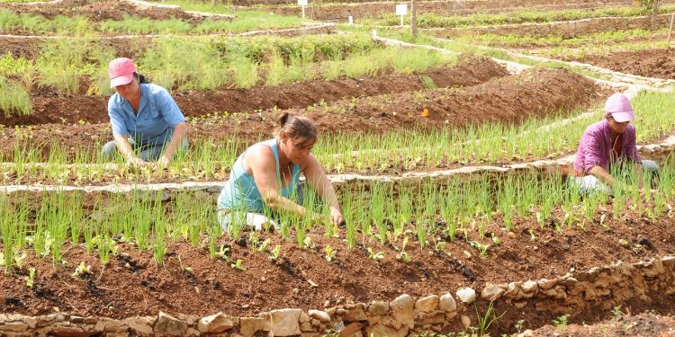 SE convierte en esta Finca en un Proyecto que es Usuario de la Zona Especial de de Desarrrollo Mariel, y la vez comercializa sus producciones de calidad y variedad, Foto Tomada Por Humberto Líster