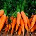 La zanahoria y sus bondades