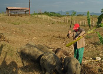 En Las Tecas atienden unos 600 animales, incluidos un semental y nueve reproductoras de capa oscura