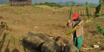 En Las Tecas atienden unos 600 animales, incluidos un semental y nueve reproductoras de capa oscura