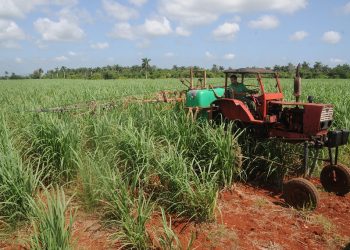Superar las 40 toneladas de caña por hectárea ubica a la CCS Flores Betancourt entre las primeras en la provincia / Foto: Otoniel Márquez