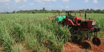 Superar las 40 toneladas de caña por hectárea ubica a la CCS Flores Betancourt entre las primeras en la provincia / Foto: Otoniel Márquez