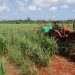 Superar las 40 toneladas de caña por hectárea ubica a la CCS Flores Betancourt entre las primeras en la provincia / Foto: Otoniel Márquez