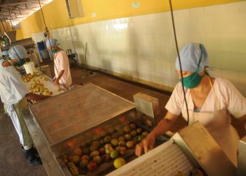 Han reducido las anteriores pérdidas en las cosechas por falta de transportación / Fotos: Otoniel Márquez