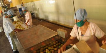 Han reducido las anteriores pérdidas en las cosechas por falta de transportación / Fotos: Otoniel Márquez