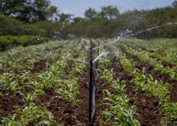 soberania-alimentaria