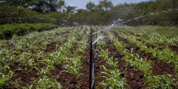 soberania-alimentaria