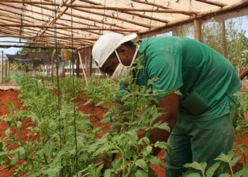 Retos de la nueva política de comercialización en la agricultura